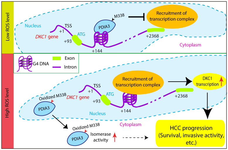 Professor Sung-Gyoo Park's research team identifies the mechanism that promotes liver caner 이미지