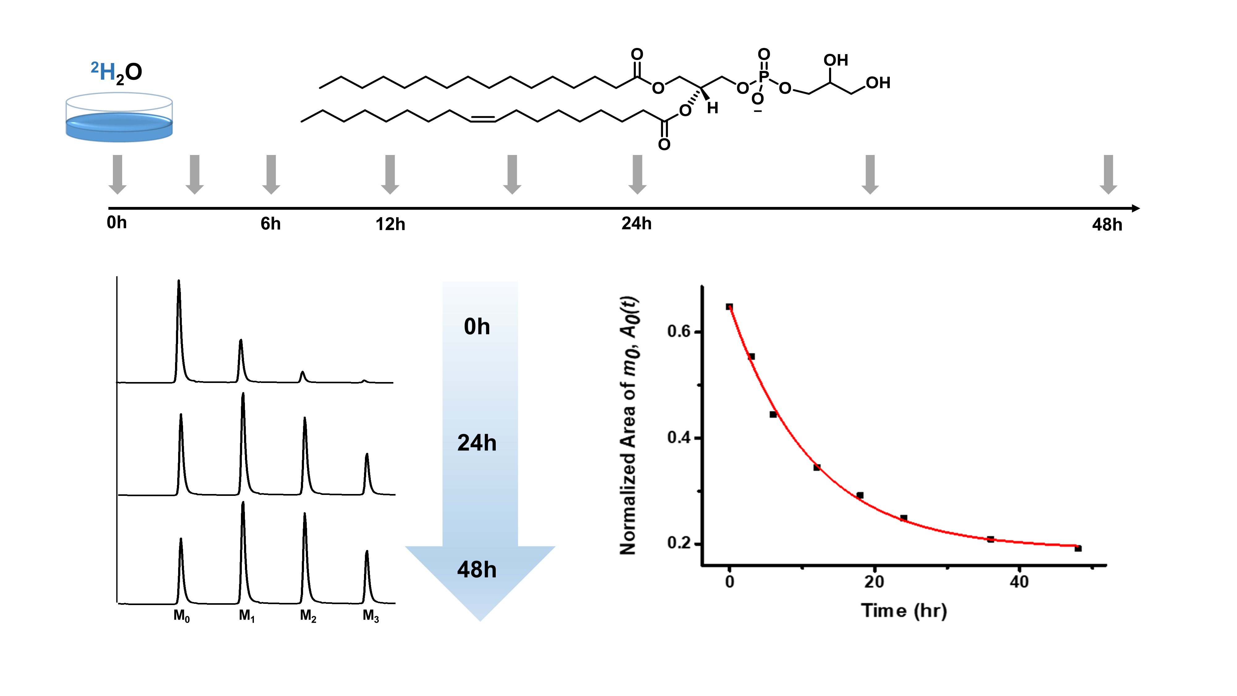 Professor Tae Young Kim's research team develops a high efficiency method to analyze turnover of lipids 이미지