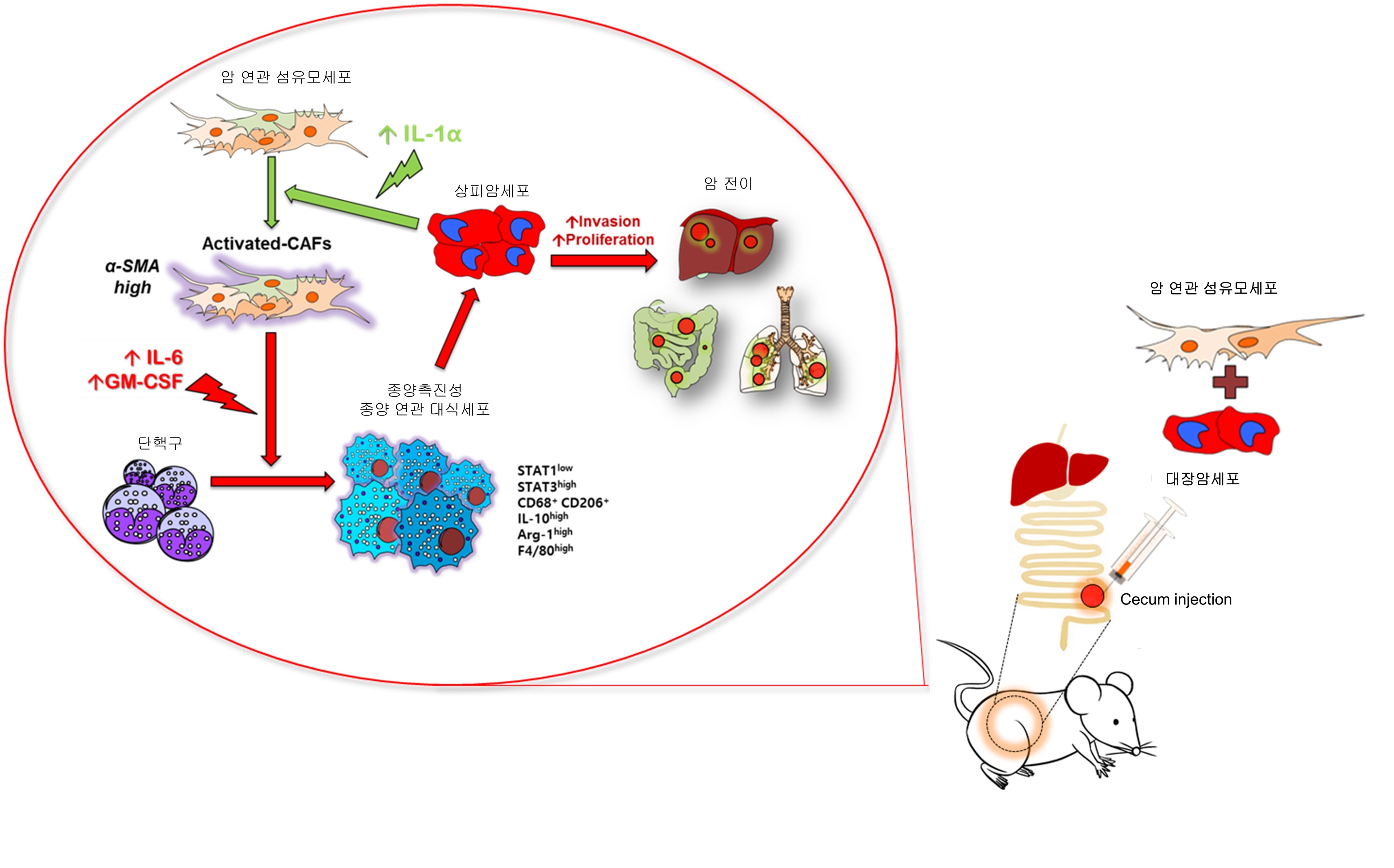 Professor Darren Williams' research team identifies intercellular signals promoting cancer metastasis (National Research Foundation of Korea) 이미지