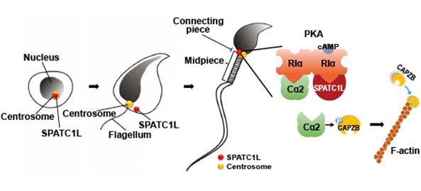 Professor Chung-Hee Cho's research team discovers head-to-tail protein for sperm (National Research Foundation of Korea) 이미지