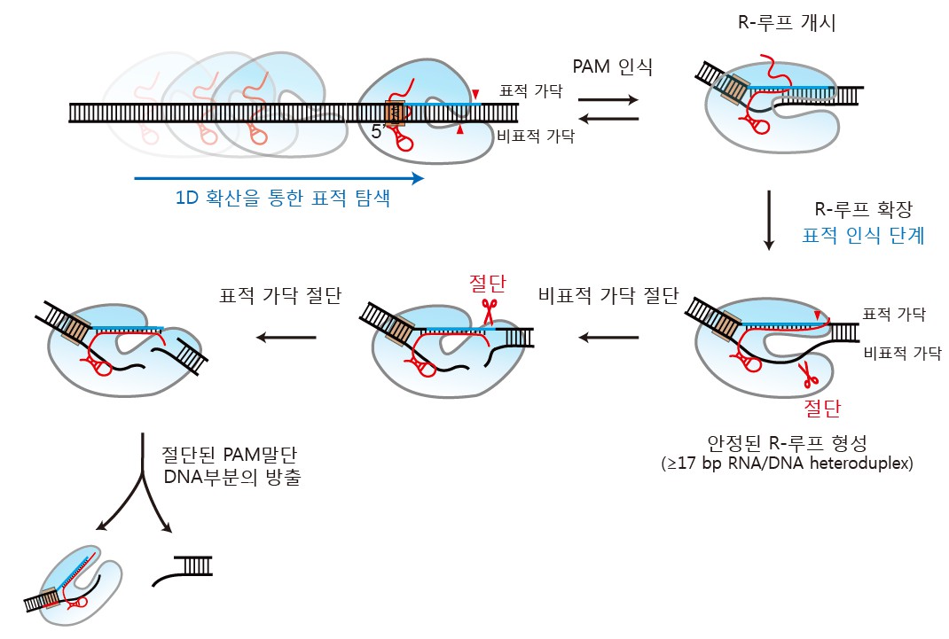 APRI researcher Dr. Sanghwa Lee's joint research team identifies DNA target searching and cleavage mechanism of Cas12a, one of the key proteins of CRISPR-based gene editing technology 이미지