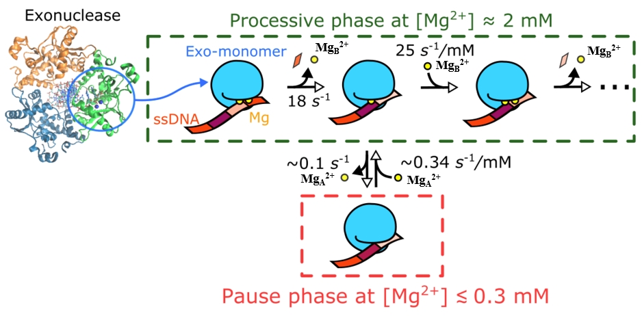 Professor Gwangrog Lee's joint research team identifies mechanism by which magnesium ions dynamically regulate the function of gene-degrading enzymes 이미지