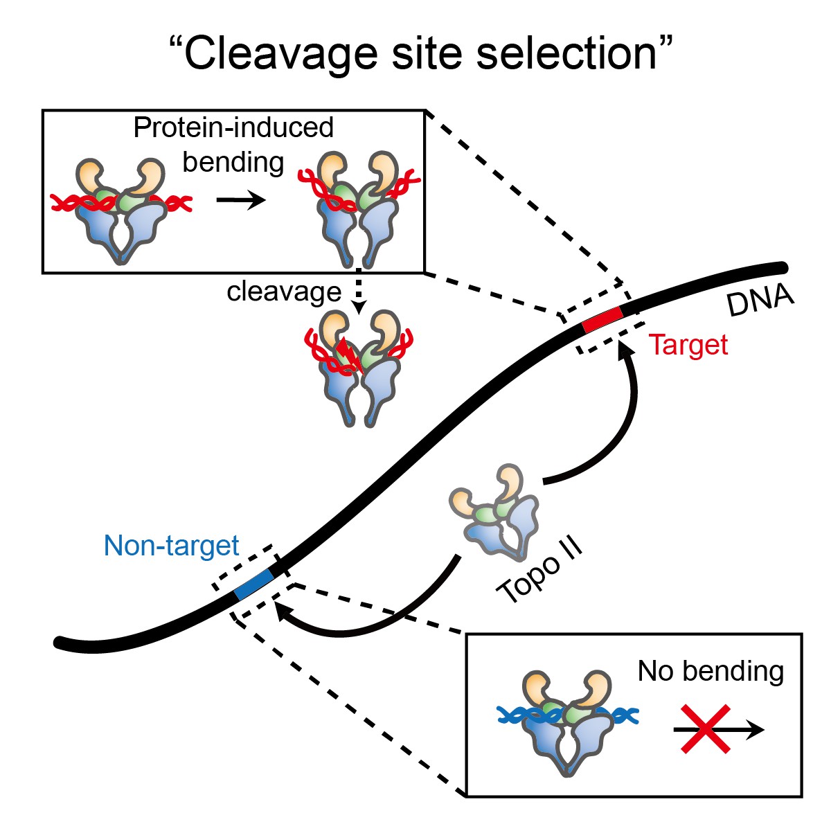 Dr. Sanghwa Lee's research team identifies the operating mechanism of topoisomerase II, a typical anti-cancer protein 이미지