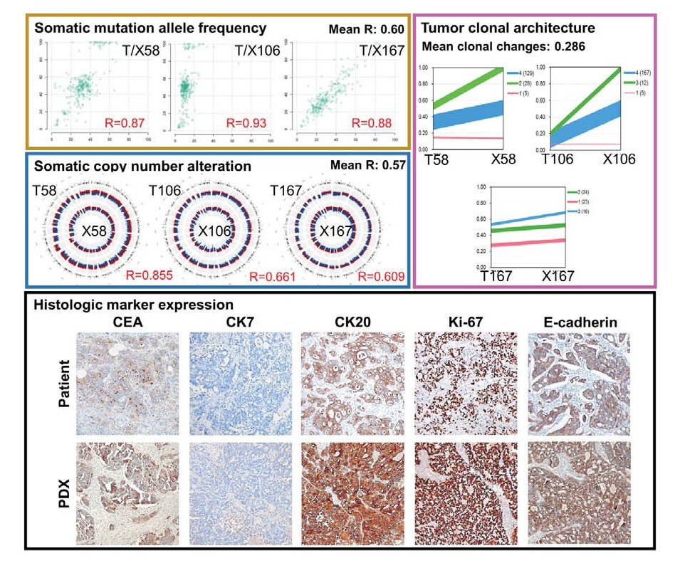 Professor Hansoo Park's joint research team presents a new link between evolutionary cancer gene mutation and anti-cancer resistance through genetic analysis 이미지