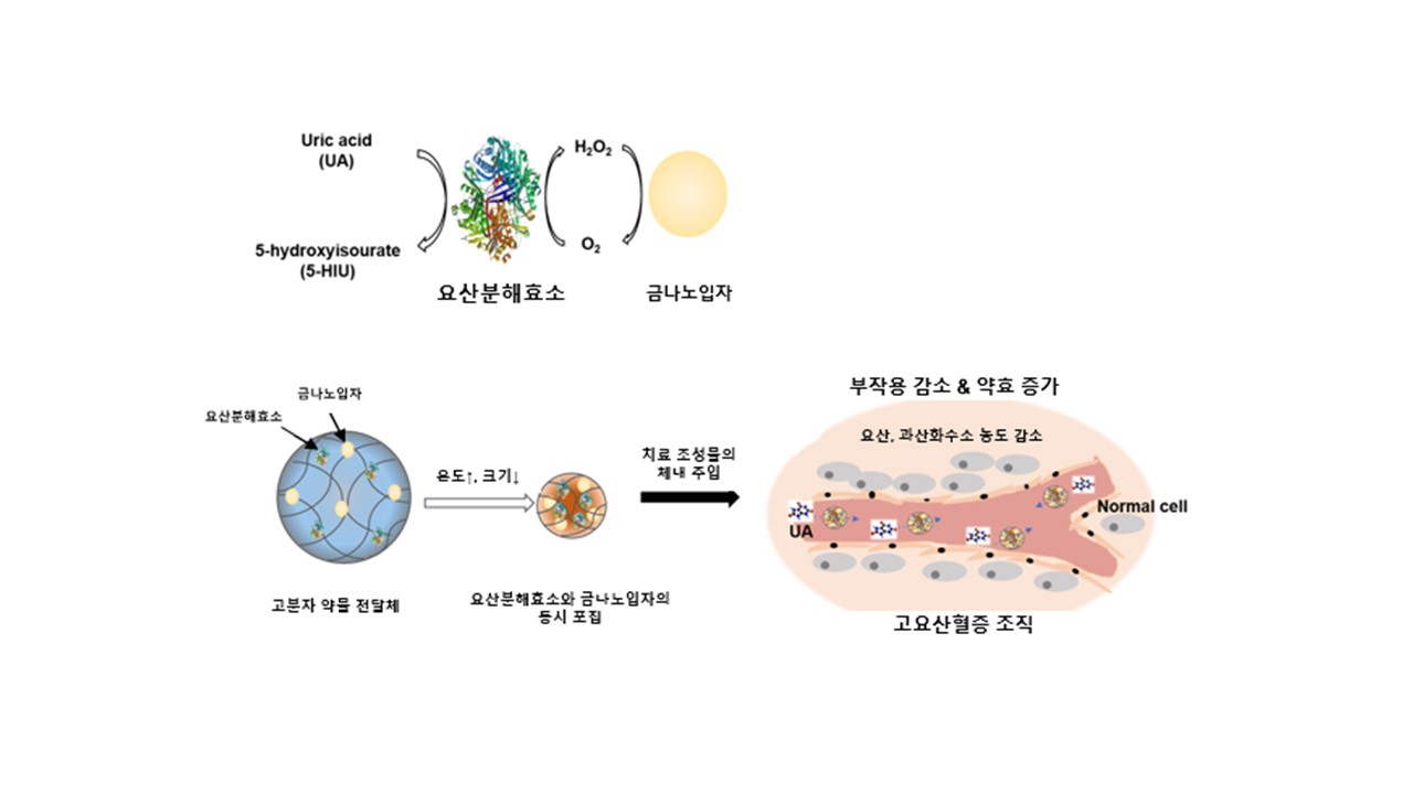 Professors Inchan Kwon's and Giyoong Tae's research team develops gold nanoparticle delivery technology for reducing hydrogen peroxide (National Research Foundation of Korea) 이미지