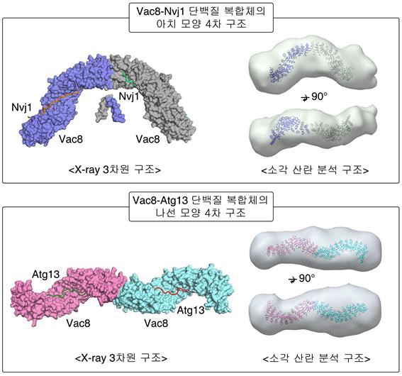 Professor Youngsoo Jun's collaborative research team identifies protein complex structure that helps with autophagy 이미지