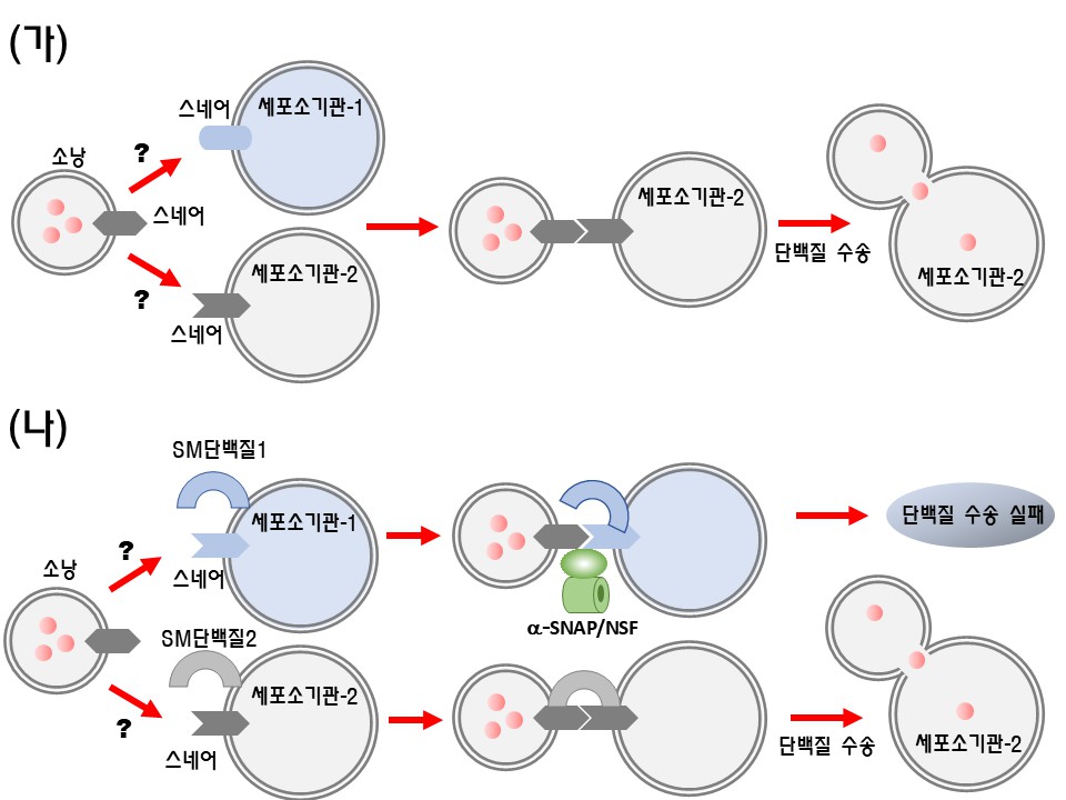 Professor Youngsoo Jun's joint research team investigates the accuracy of intracellular material transport 이미지