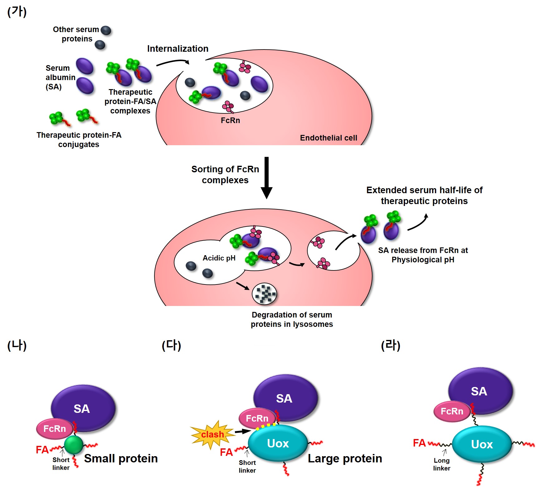 Professor Inchan Kwon's research team combines lipids in a new way to improve the effectiveness of drugs for gout 이미지