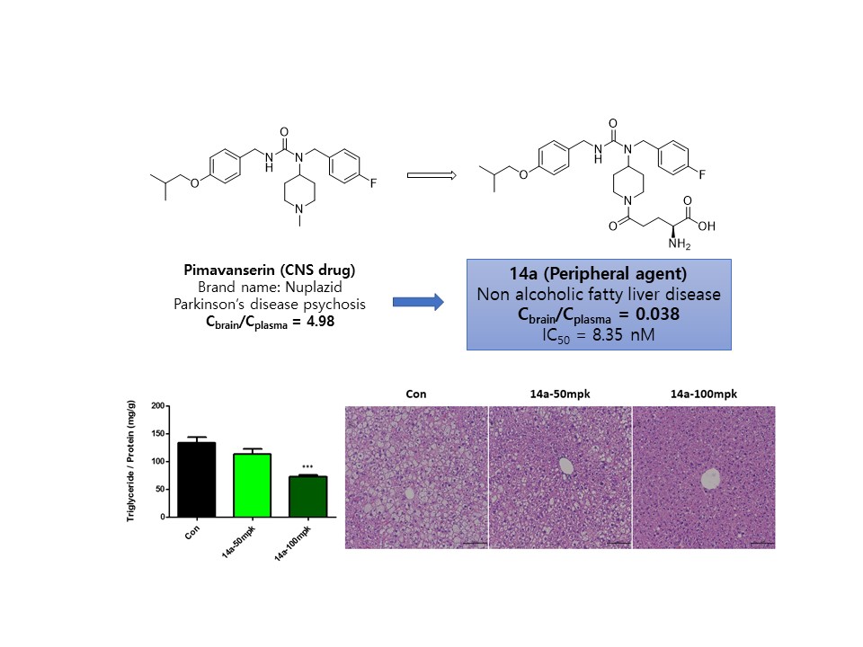 Professor Jin-Hee Ahn's research team opens up the possibility of developing a treatment for non-alcoholic fatty liver diseases 이미지