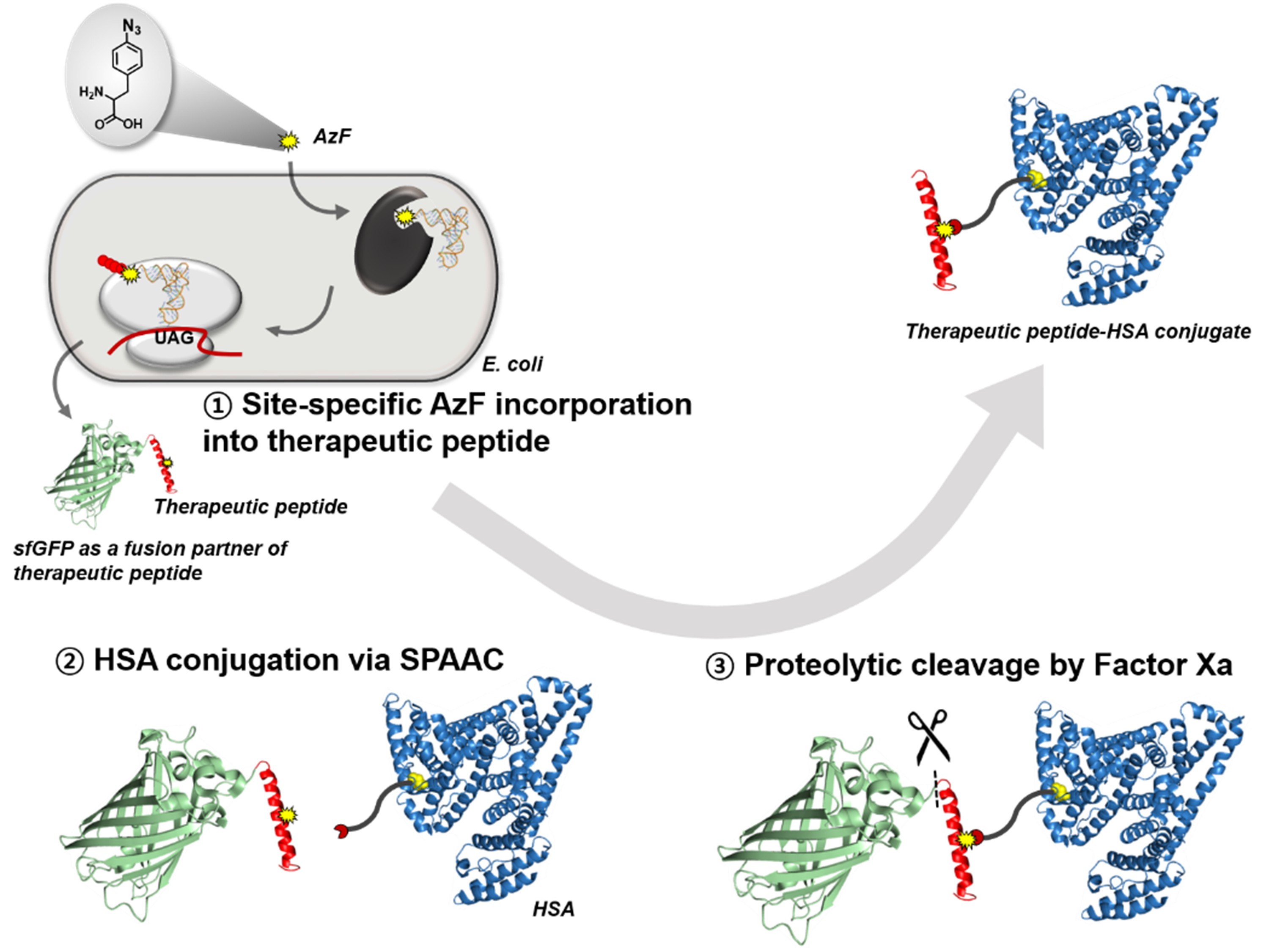 Professor Inchan Kwon's team has developed a long-lasting diabetes treatment by combining albumin 이미지