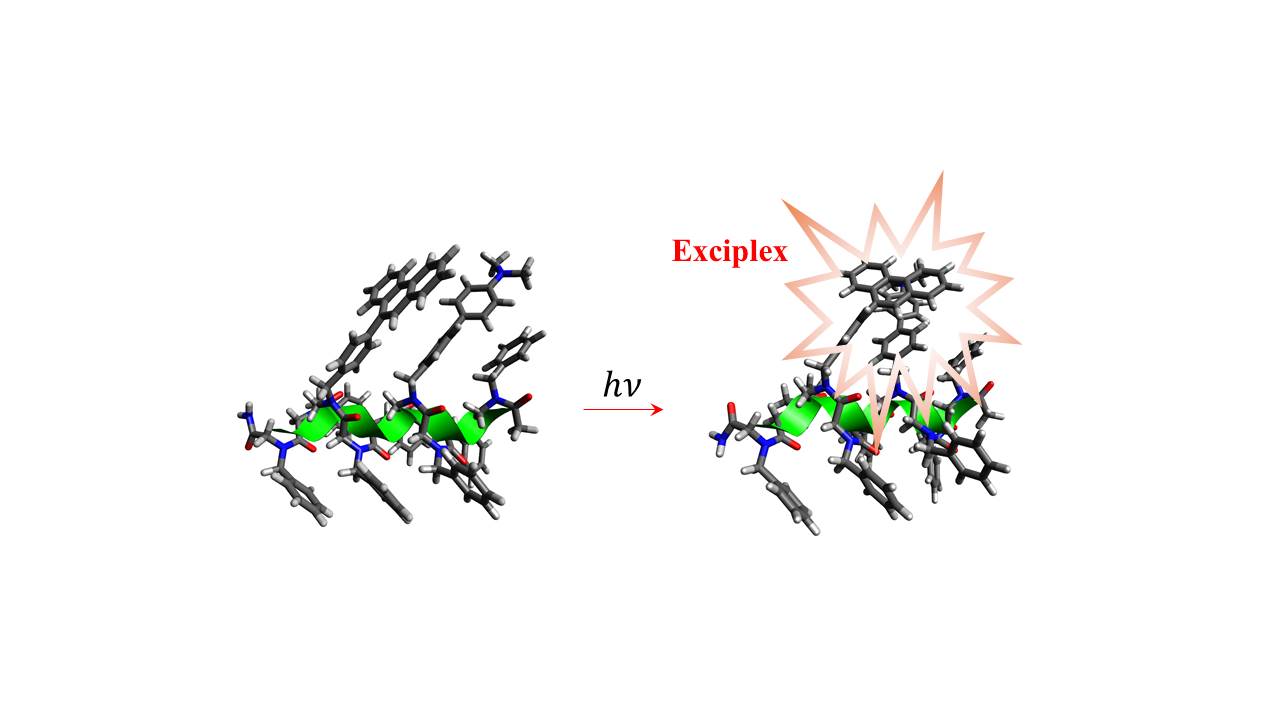 Professors Hohjai Lee and Jiwon Seo's joint research team develops a magnetic field-sensitive fluorescent molecule system based on protein mimetics 이미지