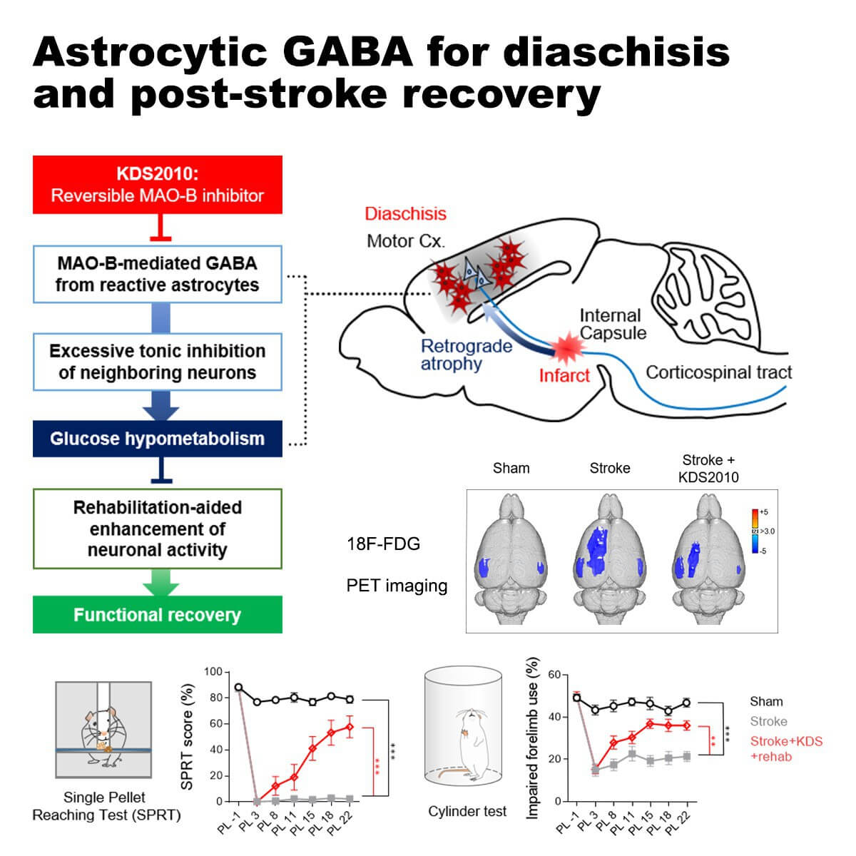 Professor Hyoung-Ihl Kim's collaborative research team identifies the mechanism of 'functional dissociation' that occurs after strokes 이미지