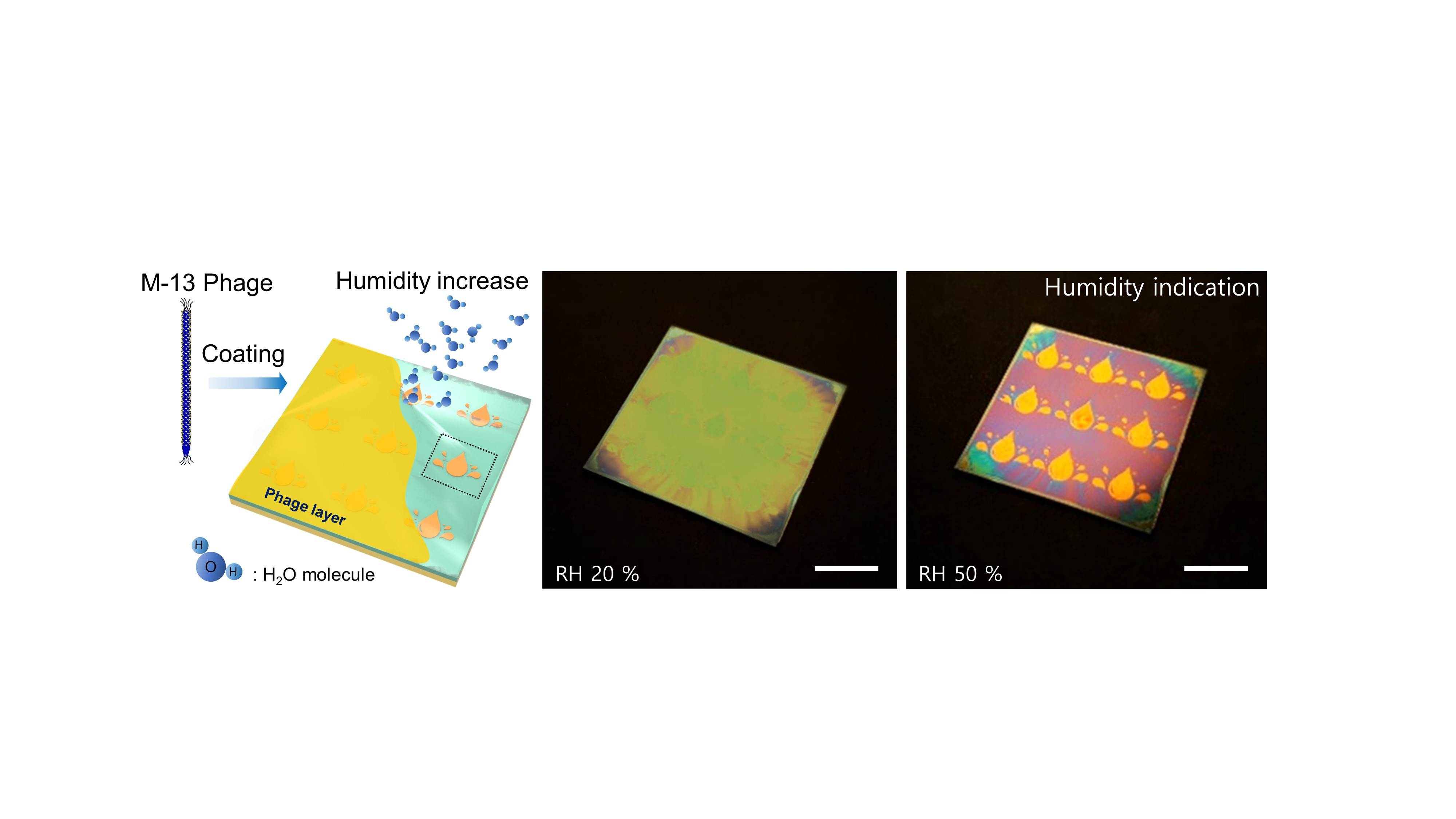 Professor Young Min Song's collaborative research team develops color sensors using viruses that change color when harmful substances are touched 이미지