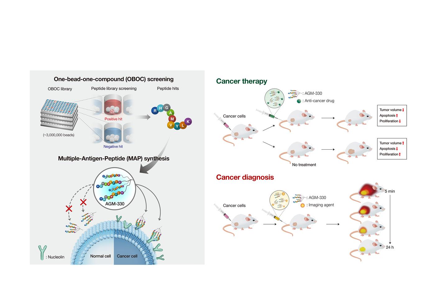 Professor Jae Il Kim and Professor Jeong-Seok Nam's joint research team discovers a peptide targeting cancer cells that enhance efficacy and reduce side effects 이미지