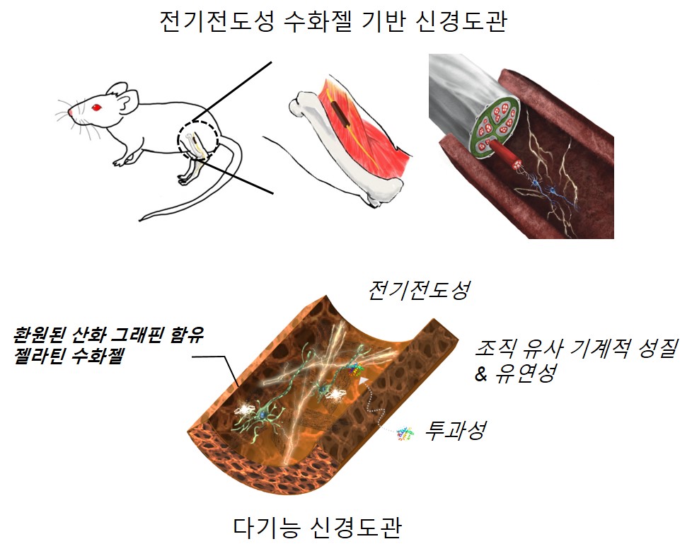 New material Professor Jae Young Lee's joint research team develops an electrically conductive hydrogel nerve conduit that regenerates damaged nerves 이미지