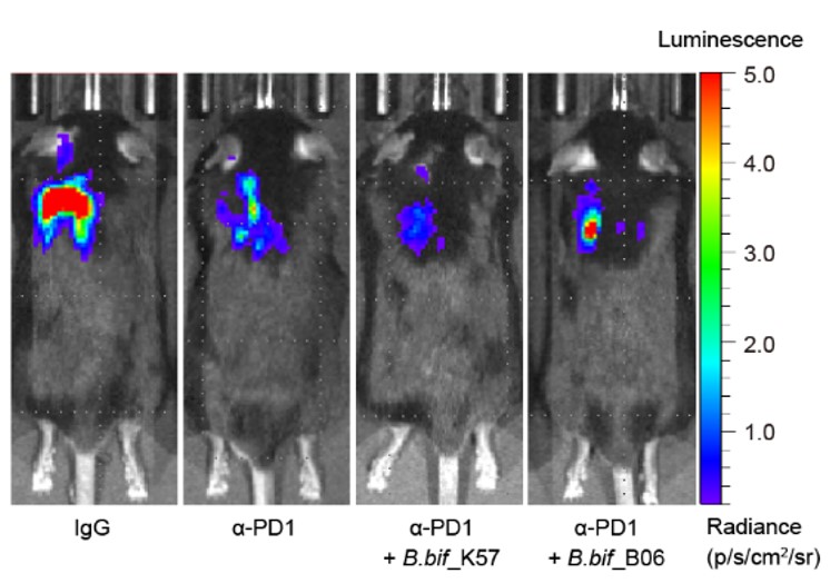 Professor Hansoo Park's joint research team identifies microbiome findings and mechanisms that increase the efficacy of immuno-cancer drugs 이미지