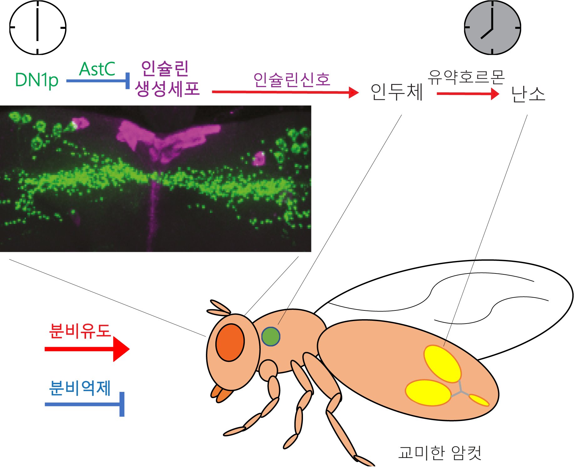 Professor Young-Joon Kim's research team investigates the circadian rhythm mechanism of egg formation 이미지