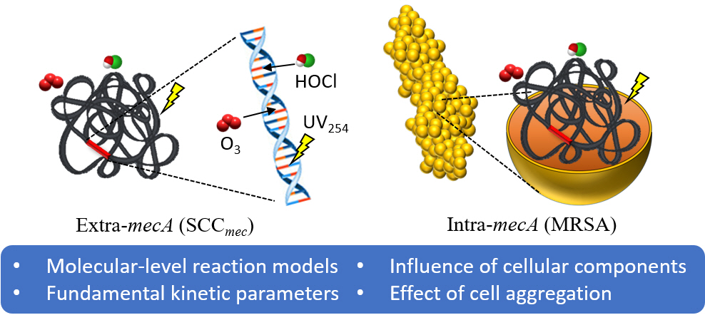 Professor Yunho Lee's research team identified the rate and mechanism of antibiotic resistance gene degradation during water treatment and disinfection 이미지