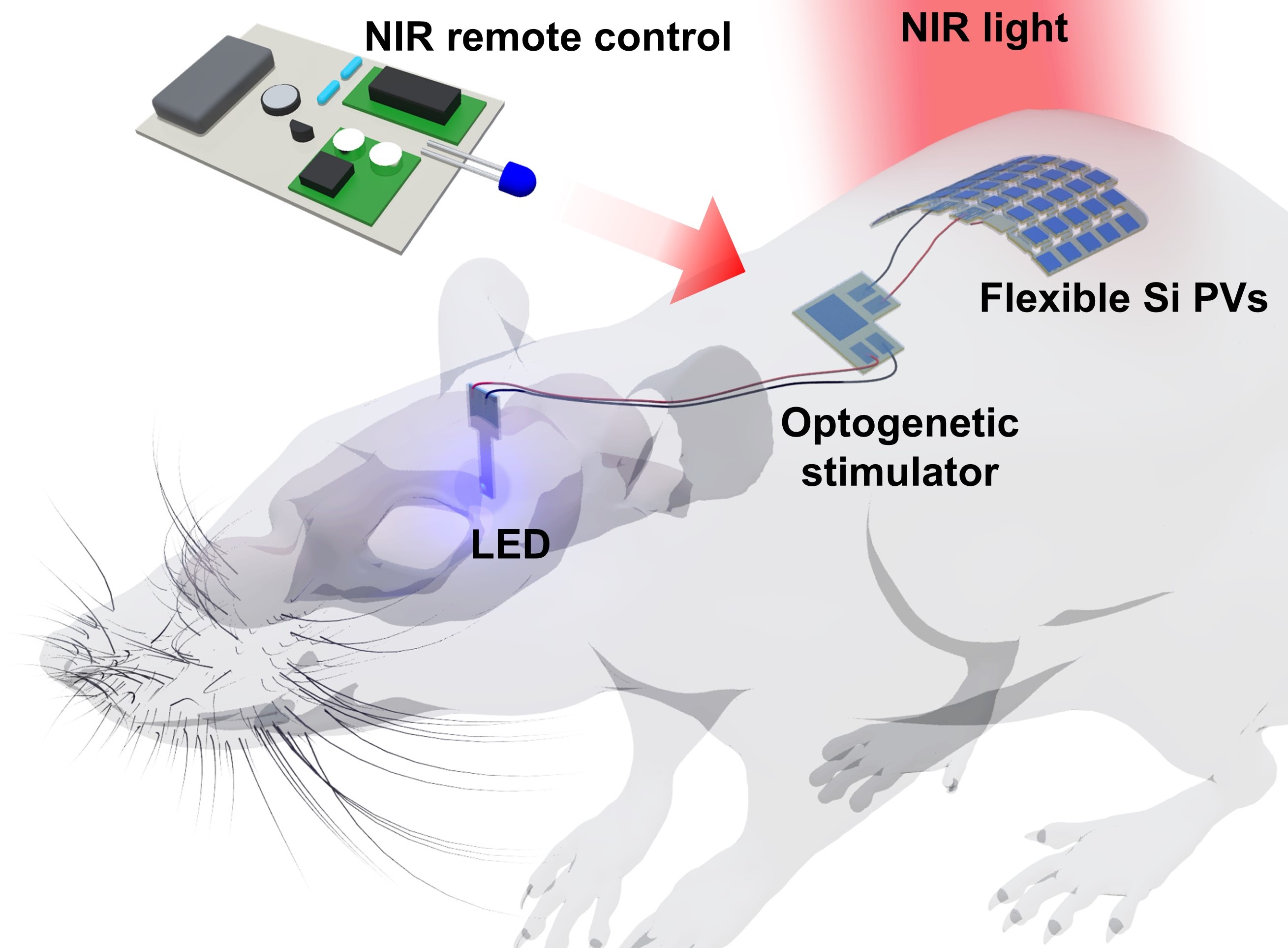 Professor Jongho Lee and Professor Tae Kim's joint research team develops a wearable optogenetic device that controls the brain with light 이미지