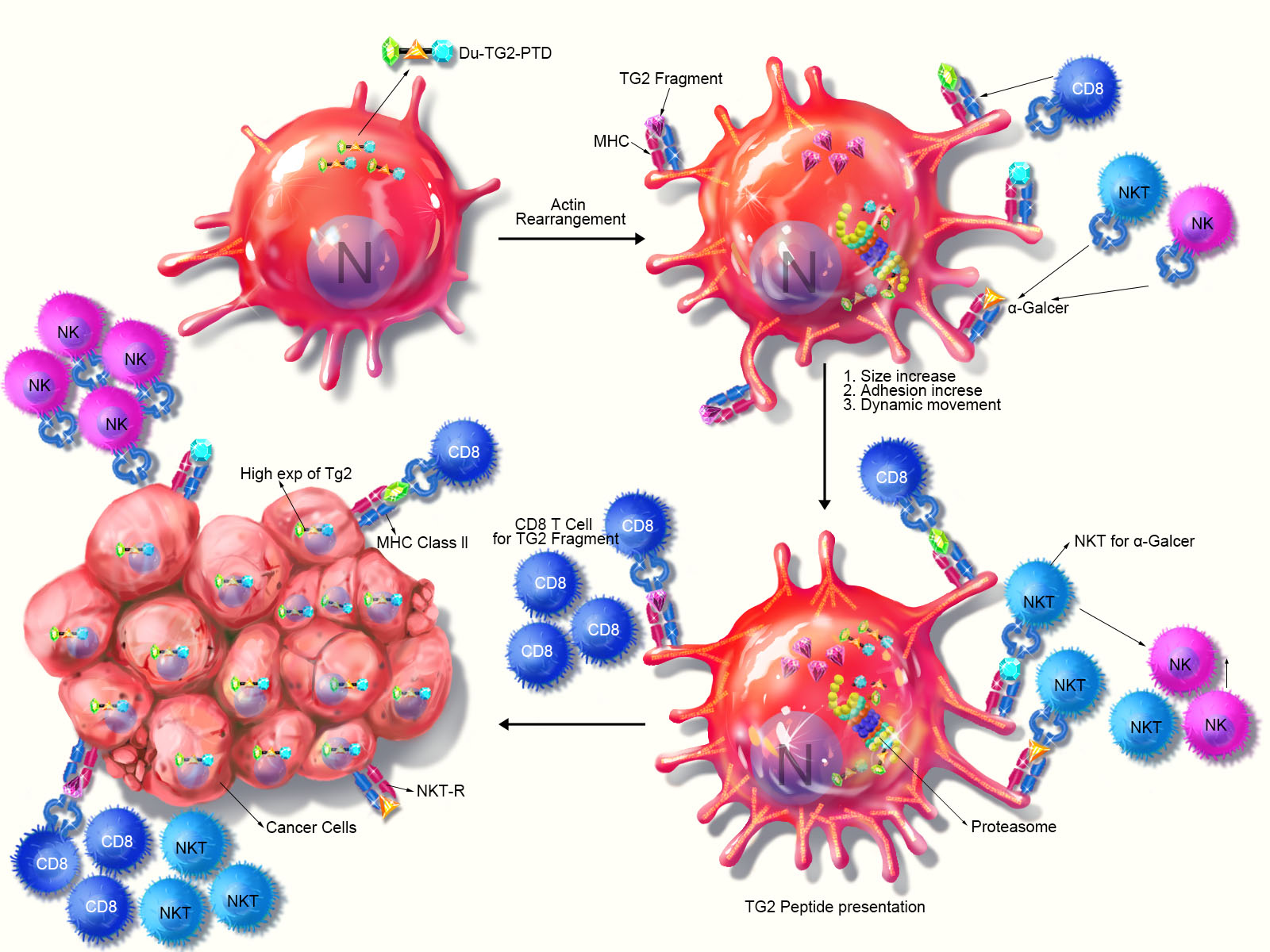 Professor Chang-Duk Jun's research team develops next-generation anti-cancer drug by utilizing star-shaped immune cells 이미지