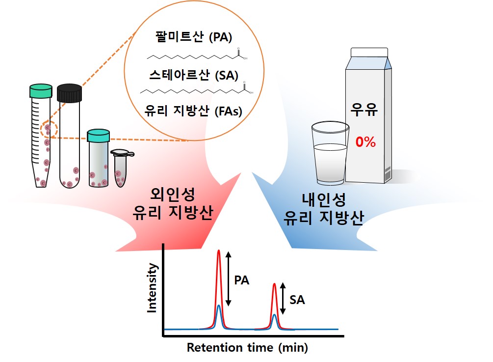 Professor Tae-Young Kim's research team develops an optimal analysis method for accurate measurement of free fatty acids in food 이미지