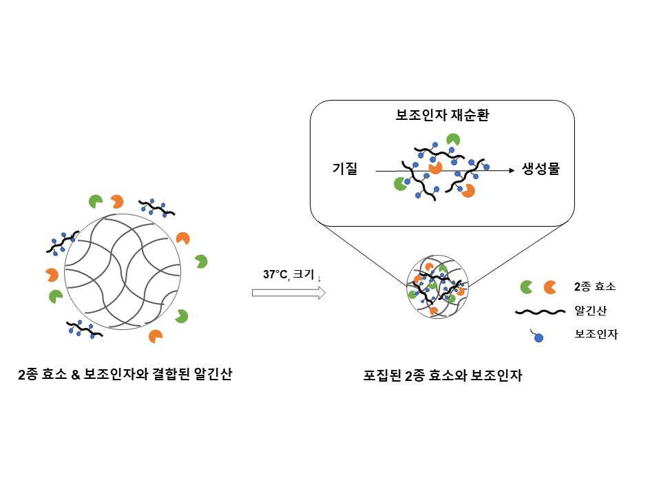 Professors Inchan Kwon and Giyoong Tae's joint research team develops an all-in-one eco-friendly nanoreactor that continuously manufactures drugs 이미지