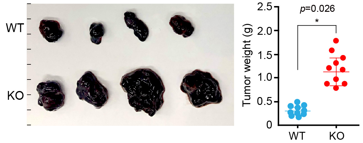 Professor Chang-Duk Jun's research team identifies the regulatory factors for the generation of T lymphocytes that eliminate virus-infected cells 이미지