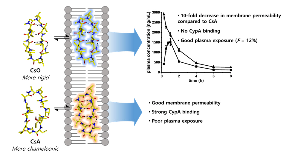 Professor Jiwon Seo's joint research team suggests the possibility of developing oral drugs through the chameleonic properties of cyclic peptides 이미지