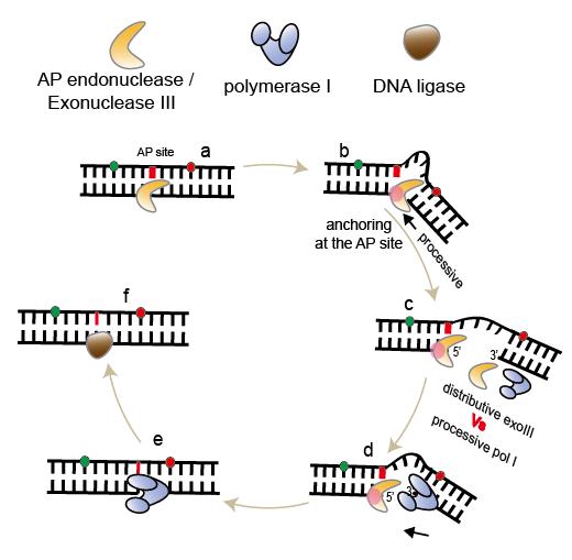 Professor Gwangrog Lee's research team identifies the gene damage repair mechanism of nucleic acid cleaving enzymes (National Research Foundation of Korea) 이미지