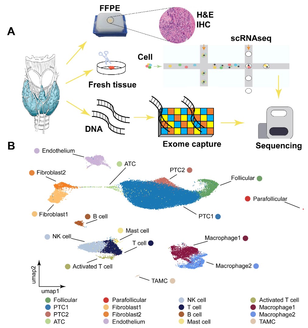 Professor Jihwan Park's research team uses big data analysis to discover key genes that exacerbate thyroid cancer 이미지