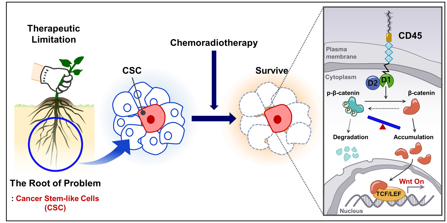 Professor Jeong-Seok Nam's research team develops a new treatment strategy that maximizes the efficacy of serendipity in cancer treatment 이미지