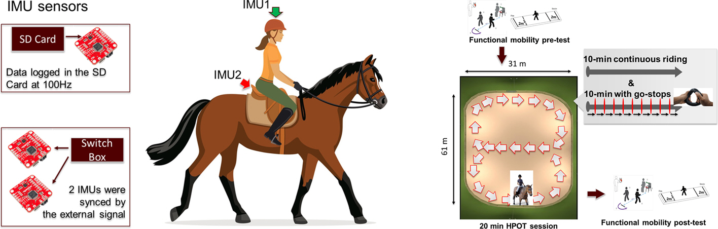 Professor Pilwon Hur's joint research team proves the effectiveness of rehabilitative horseback riding for the treatment of cerebral palsy 이미지