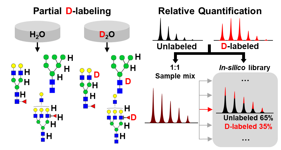 Professor Tae-Young Kim's joint research team develops an accurate sugar chain analysis method to predict disease and aging 이미지