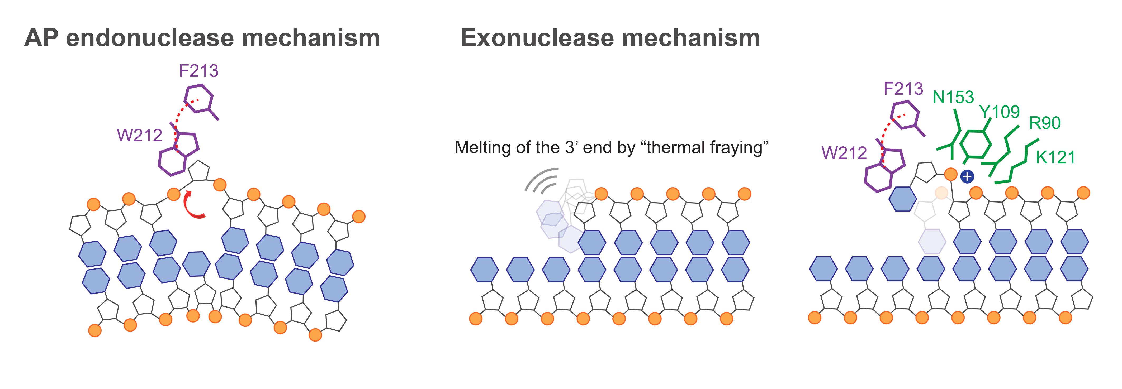 Professor Gwangrog Lee's research team identifies key enzyme activation mechanism for DNA damage repair 이미지