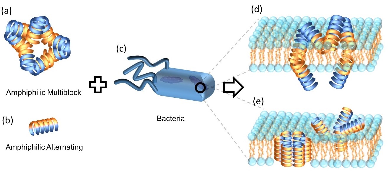 Professor Jae-Suk Lee's research team publishes a review paper on a new peptide-like polymer platform 이미지