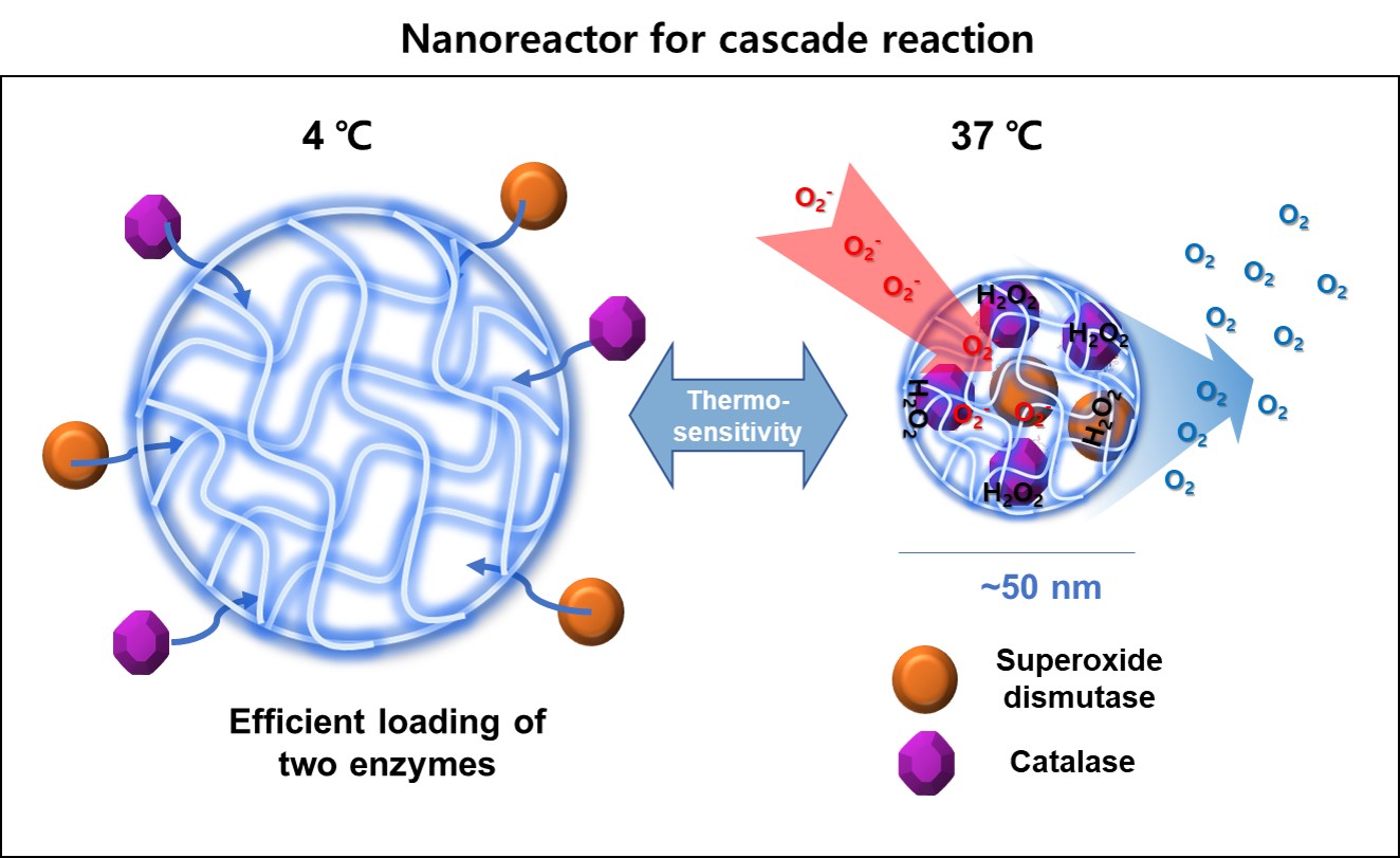 Professor Giyoong Tae's research team treated inflamed tissue by using biocompatible chain reaction nanoreactors 이미지