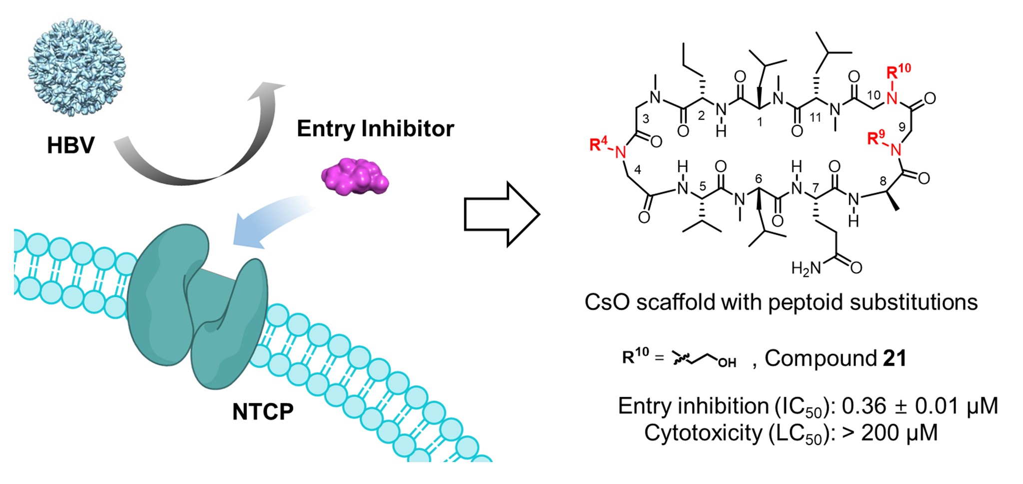 Professor Jiwon Seo's joint research team develops a drug to inhibit hepatitis B virus penetration with lower toxicity and easier preparation 이미지