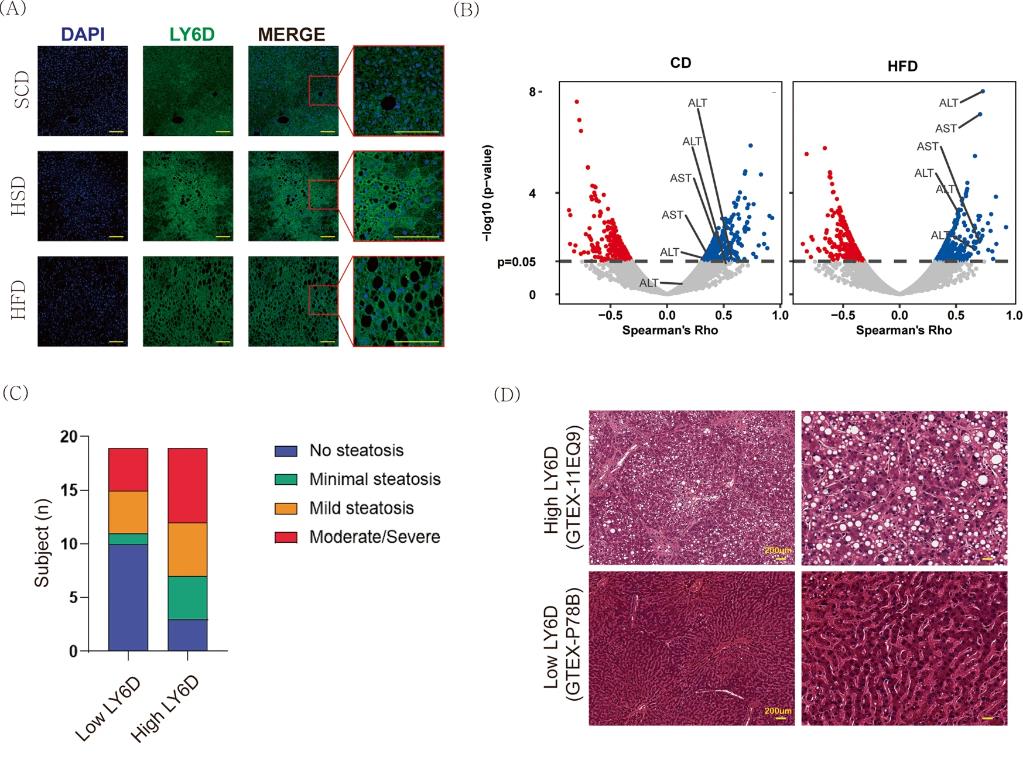 Professor Chang-Myung Oh's research team opens a new way to treat non-alcoholic fatty liver disease 이미지