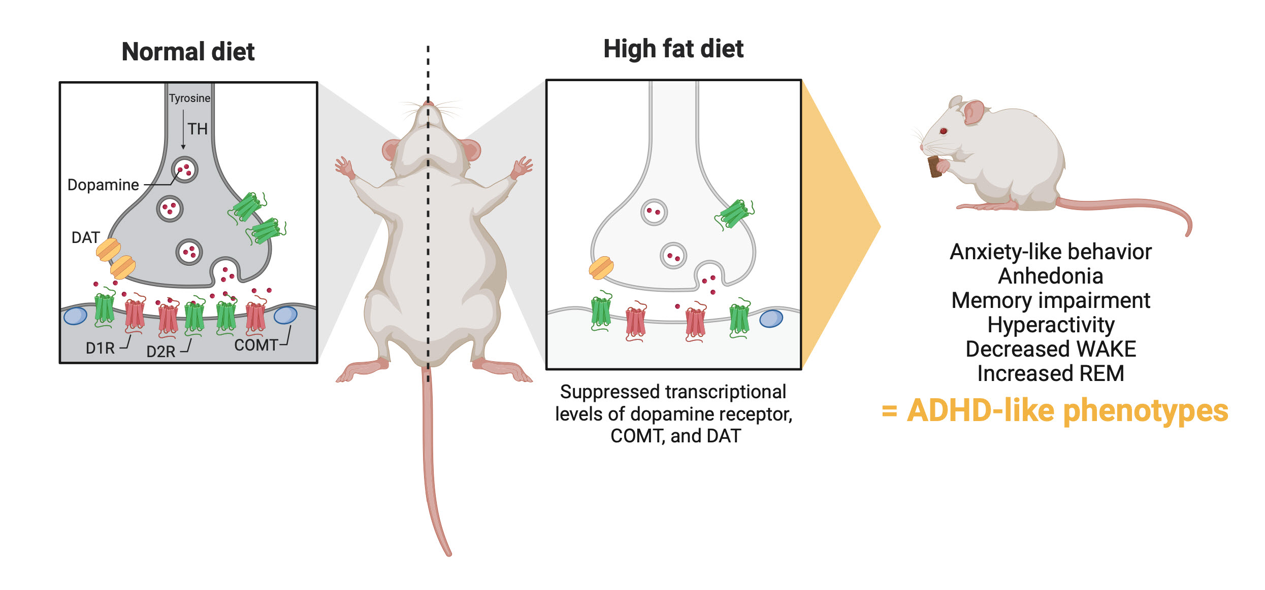 A joint research team led by Professors Tae Kim and Chang-Myung Oh found that high fat intake causes ADHD and sleep disorders 이미지