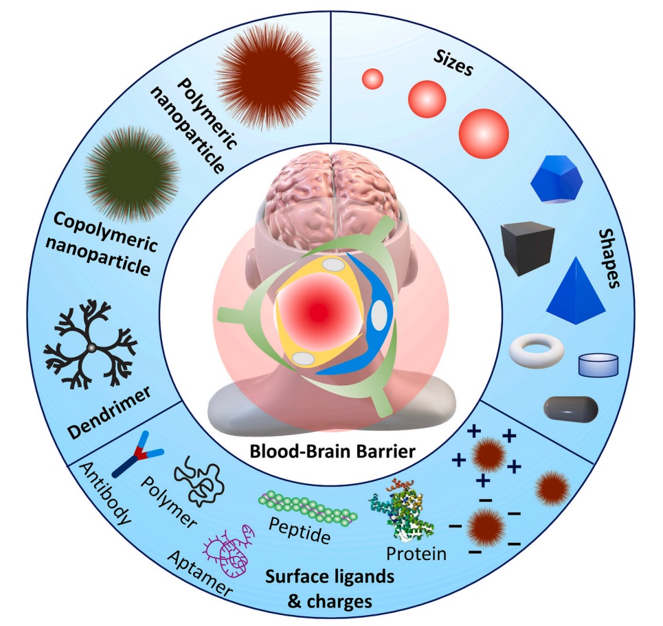 Professor Kang Taek Lee's joint research team develops polymer nanocarriers to treat degenerative diseases of the nervous system 이미지