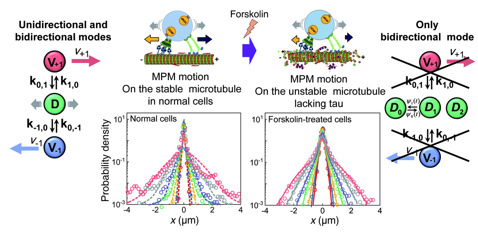 “Understanding the onset and recovery of Alzheimer’s disease through the movement of proteins” Professor Kang Taek Lee’s joint research team reveals correlation between tau protein and motor protein related to the onset of Alzheimer’s disease 이미지