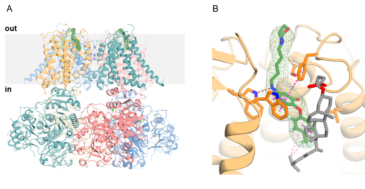 Professors Yong-Chul Kim, Chul-Seung Park, and Mi Sun Jin's research team develops new drug candidate for urinary incontinence and chronic cough 이미지