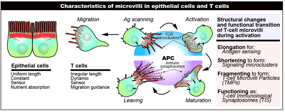 "The invisible link of immunity discovered in microvilli." Professor Chang-Duk Jun's research team has become the first in the world to elucidate the mechanism of Cdc42, a key protein in T cell immune regulation 이미지