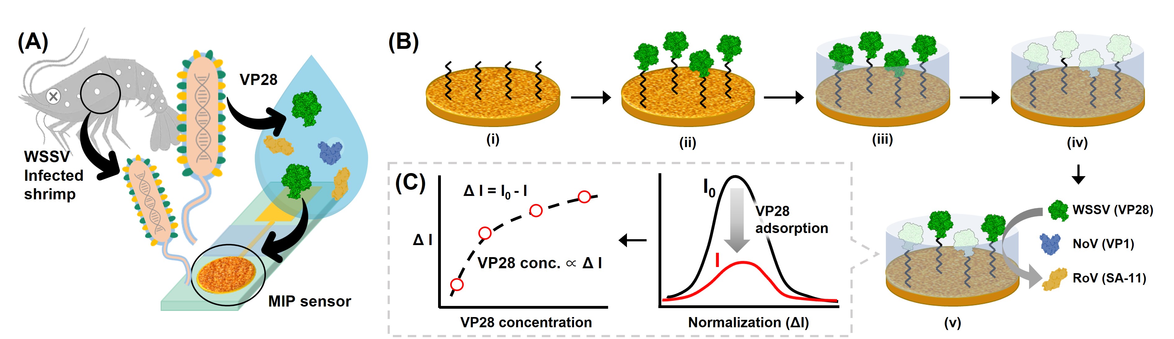 "Preventing the Shrimp Farming 'Disaster' of Mass Deaths in Ten Days" Professor Sung Yang's research team develops an electrochemical sensor that diagnoses shrimp white spot disease in 15 minutes 이미지