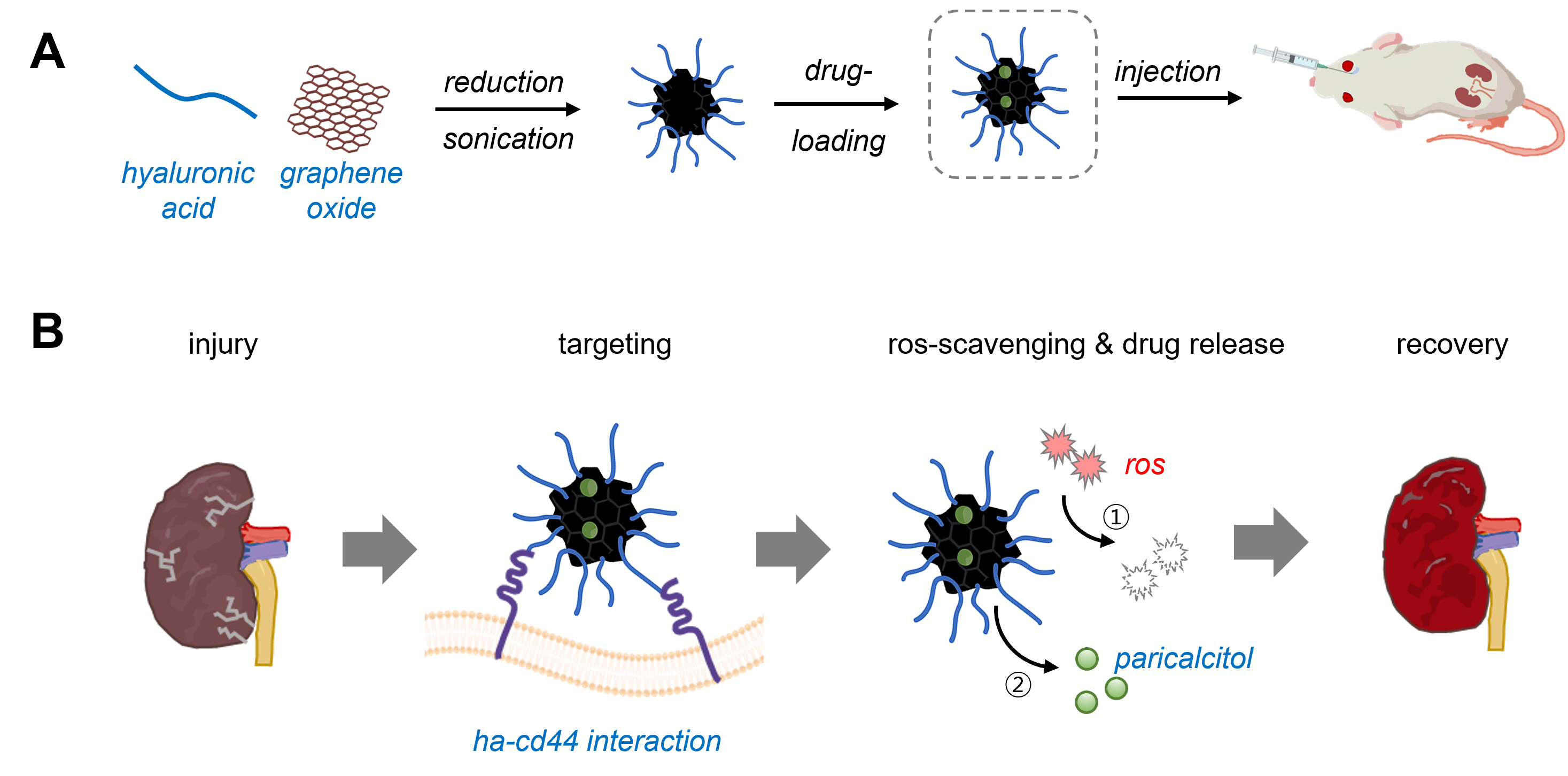"Acute renal failure no longer becomes chronic" Professor Jae Young Lee and a joint research team from Chonnam National University have developed the world's first nanomedicine technology that prevents acute renal failure from becoming chronic 이미지