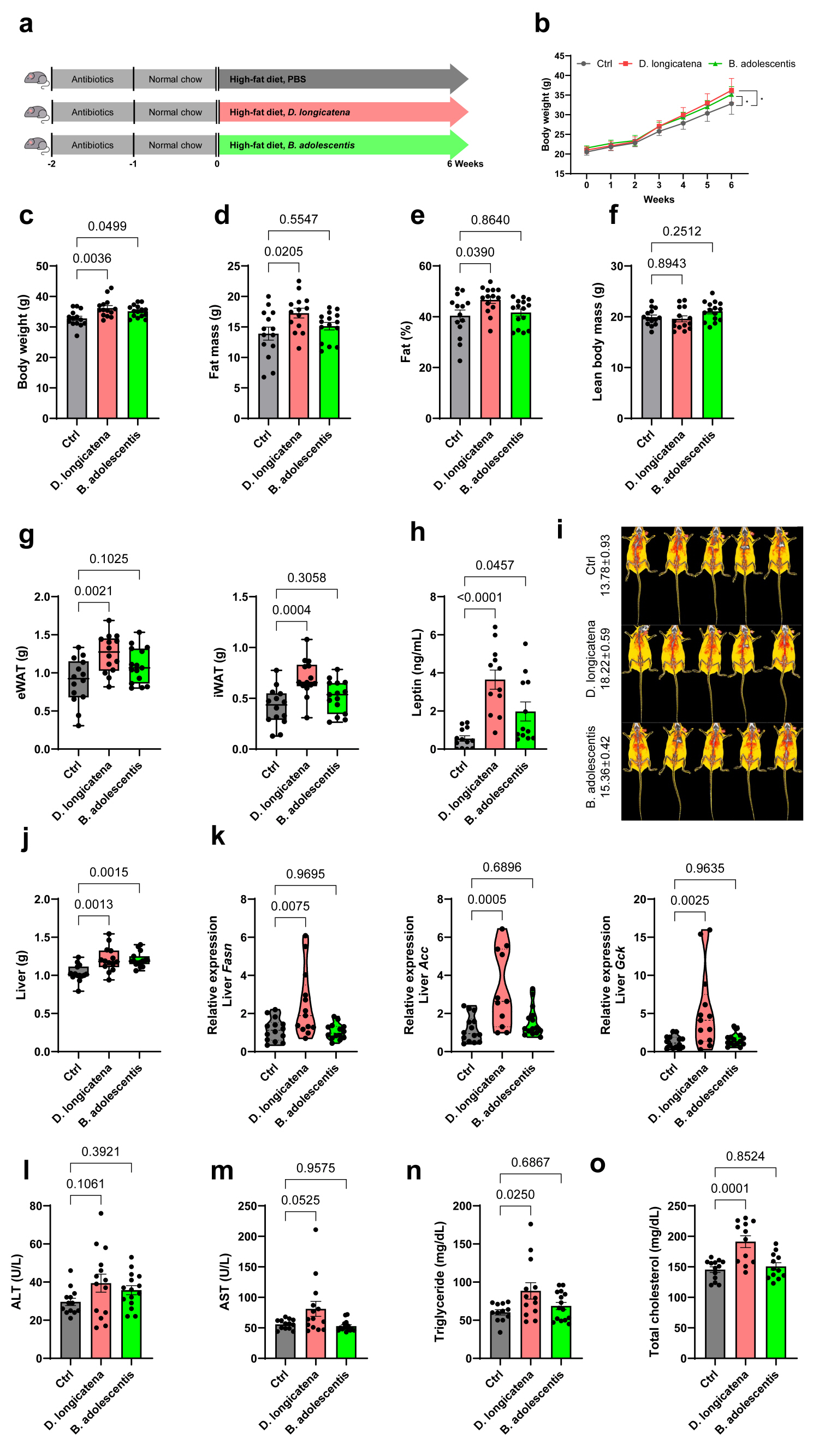 GIST, Seoul National University, and Seoul National University Hospital identify gut microbiome associated with increased visceral fat 이미지