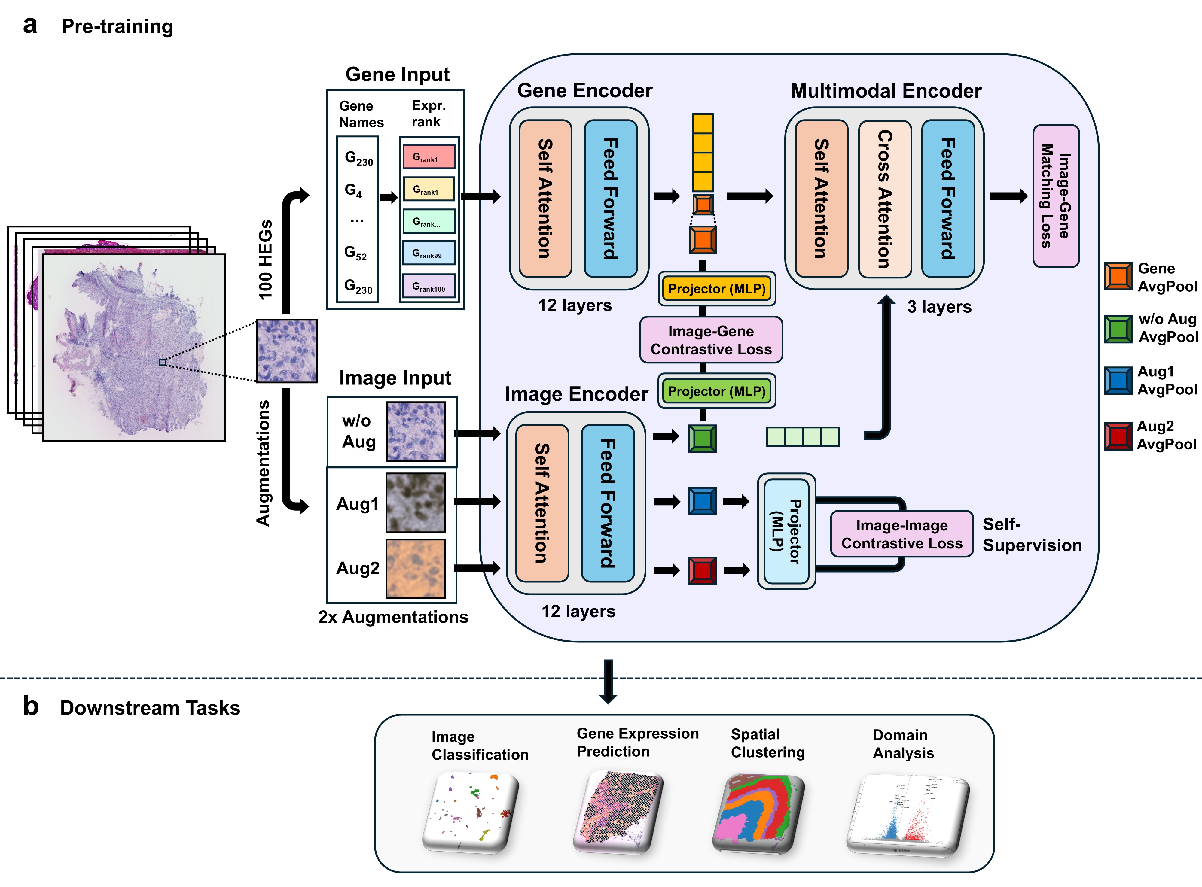 “Uncovering differences invisible in tissue images by integrating genetic data” GIST develops AI to predict gene expression and segment tissue regions 이미지