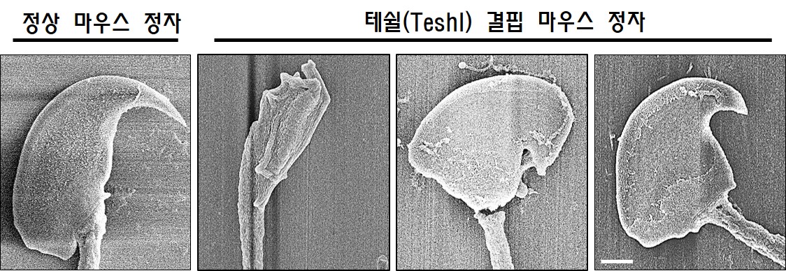조정희 교수 연구팀, 출생 성비 균형을 조절하는 RNA 발견 (한국연구재단) 이미지