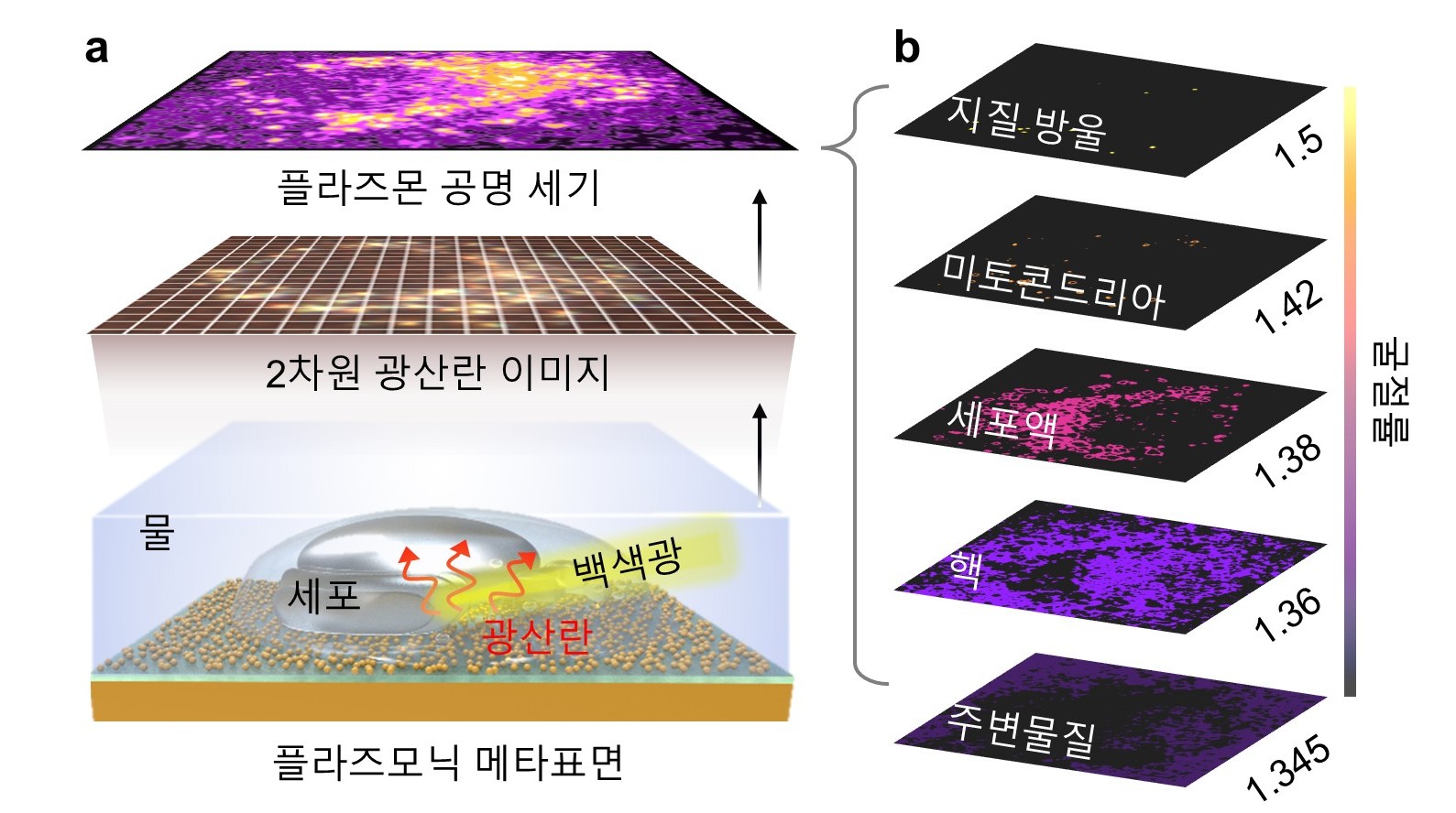 “세포에 색칠하지 않아도 내부가 보인다” GIST-KAIST, 살아있는 세포 내부 실시간 관찰 기술 개발 이미지