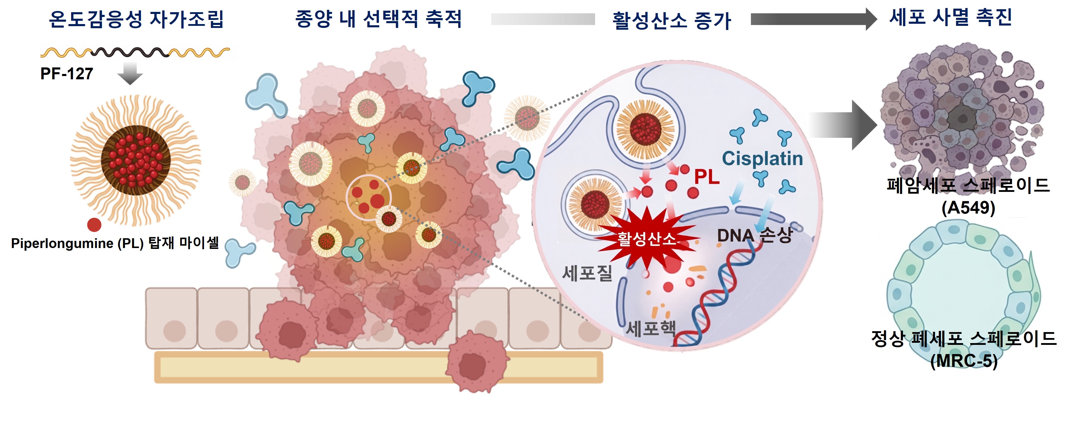 GIST 학부생, 국제학술지 제1저자 논문 발표… 폐암 치료 효율 높이는 고분자 나노약물전달체 개발 이미지